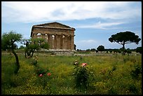 Wildflowers and Temple of Neptune. Campania, Italy