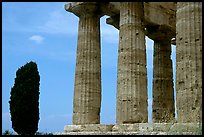 Cypress and Doruc columns of  Temple of Neptune. Campania, Italy (color)