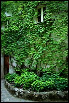 Ivy-covered wall in a Courtyard inside Villa Rufulo, Ravello. Amalfi Coast, Campania, Italy ( color)