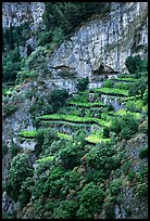 Cliffs and hillside terraces cultivated with lemons. Amalfi Coast, Campania, Italy (color)