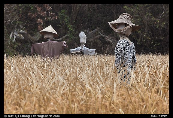 Scarecrows in field. Hahoe Folk Village, South Korea