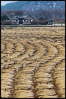 Fields with cut crops and historic house. Hahoe Folk Village, South Korea (color)