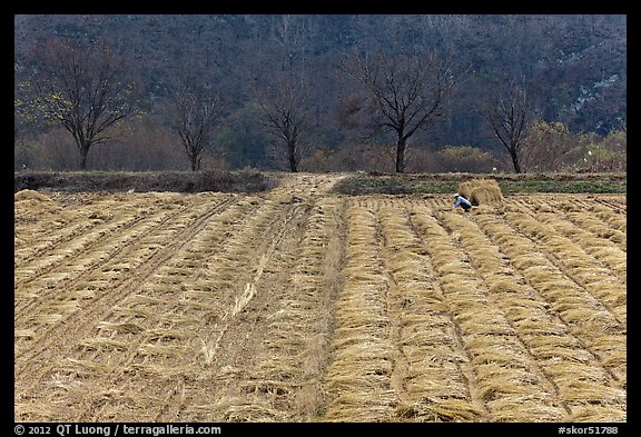 Field with cut crops and villager. Hahoe Folk Village, South Korea