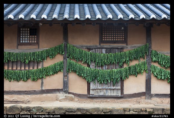 House wall with greens drying. Hahoe Folk Village, South Korea