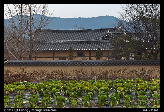 Cabbage field and residence. Hahoe Folk Village, South Korea (color)