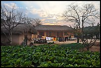 Cabbage field and rural house at sunset. Hahoe Folk Village, South Korea (color)