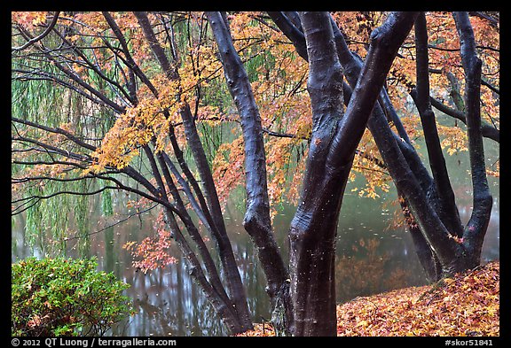 Pond and fall foliage, Bulguksa. Gyeongju, South Korea