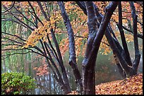 Pond and fall foliage, Bulguksa. Gyeongju, South Korea