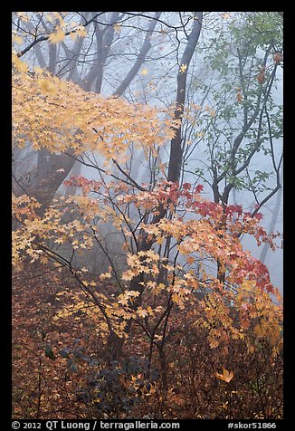 Autumn leaves in fog, Seokguram. Gyeongju, South Korea