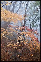 Autumn leaves in fog, Seokguram. Gyeongju, South Korea