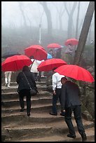 Pilgrims with red unbrellas, Seokguram. Gyeongju, South Korea (color)