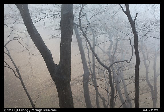 Forest in fog, Seokguram. Gyeongju, South Korea