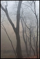 Trees in fog, Seokguram. Gyeongju, South Korea ( color)