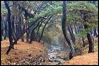 Landscaped stream in forest, Mt Namsan. Gyeongju, South Korea (color)