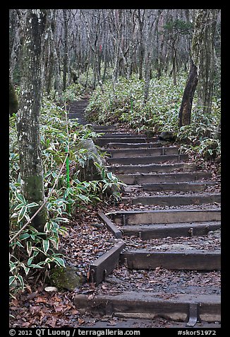 Steps of Eorimok trail, Hallasan National Park. Jeju Island, South Korea