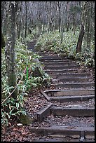 Steps of Eorimok trail, Hallasan National Park. Jeju Island, South Korea (color)