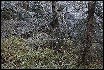 Frosted oak forest, Hallasan National Park. Jeju Island, South Korea (color)