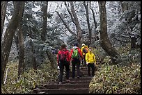 Hiking the Eorimok trail under frozen trees, Mt Halla. Jeju Island, South Korea (color)