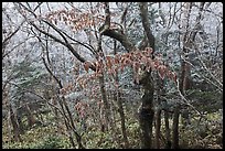 Oak forest with frost on branches, Hallasan. Jeju Island, South Korea (color)