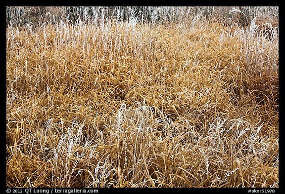 Frosted grasses, Hallasan National Park. Jeju Island, South Korea
