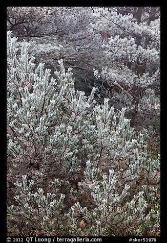 Frosted pine branches, Hallasan National Park. Jeju Island, South Korea