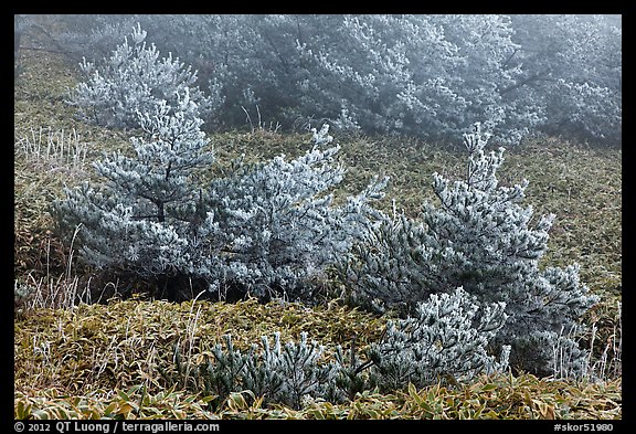 Frosted pine trees and fog, Mount Halla. Jeju Island, South Korea