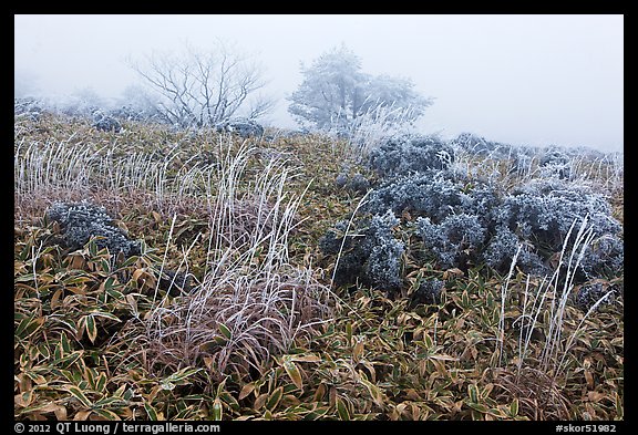 Frosted plants in foggy landscape. Jeju Island, South Korea