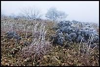 Frosted plants in foggy landscape. Jeju Island, South Korea