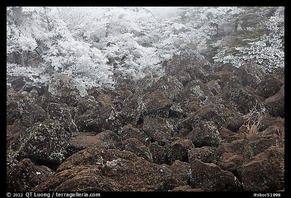 Volcanic rocks and frosted trees. Jeju Island, South Korea