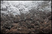 Volcanic rocks and frosted trees. Jeju Island, South Korea ( color)