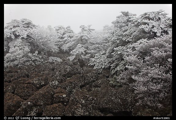 Rocks and ice-covered forest, Hallasan. Jeju Island, South Korea