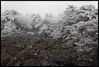 Rocks and ice-covered forest, Hallasan. Jeju Island, South Korea