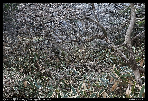 Shrubs and dwarf-fir with frost, Hallasan. Jeju Island, South Korea