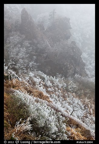 Frozen grasses and pinnacles in fog, Hallasan. Jeju Island, South Korea