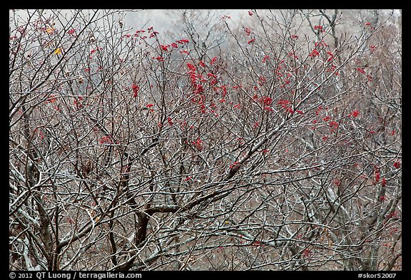 Bare trees with berries, Mount Halla. Jeju Island, South Korea