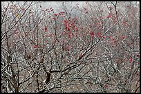 Bare trees with berries, Mount Halla. Jeju Island, South Korea (color)