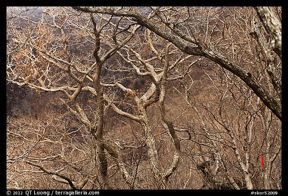 Bare forest, Hallasan National Park. Jeju Island, South Korea