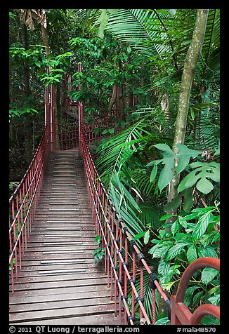 Suspended boardwalk, forest reserve. Kuala Lumpur, Malaysia (color)