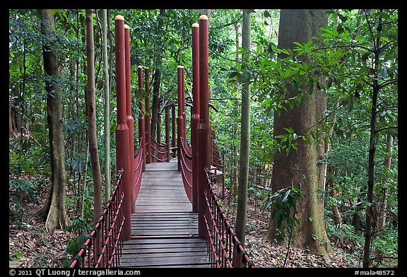 Dipterocarp forest with boardwalk, Bukit Nanas Reserve. Kuala Lumpur, Malaysia