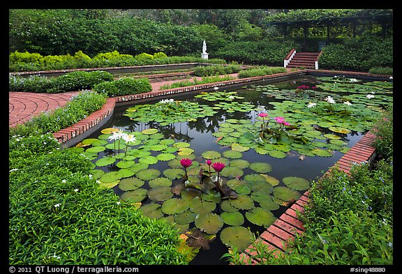 Pond with water lillies, Singapore Botanical Gardens. Singapore (color)