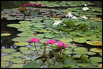 Water lillies in bloom,  Singapore Botanical Gardens. Singapore (color)