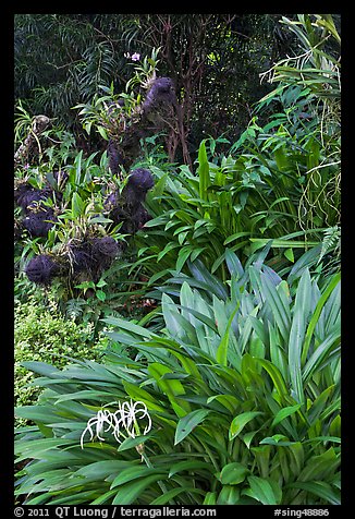 Orchids, National Orchid Garden. Singapore (color)