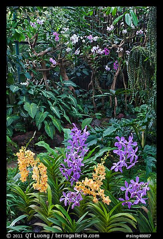 National Orchid Garden, in Singapore Botanical Gardens. Singapore (color)