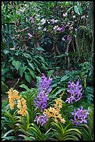 National Orchid Garden, in Singapore Botanical Gardens. Singapore (color)