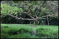 Tree, Singapore Botanical Gardens. Singapore ( color)