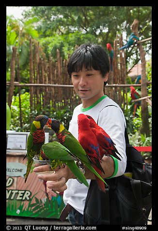 Man holding many parakeets on arm, Sentosa Island. Singapore (color)