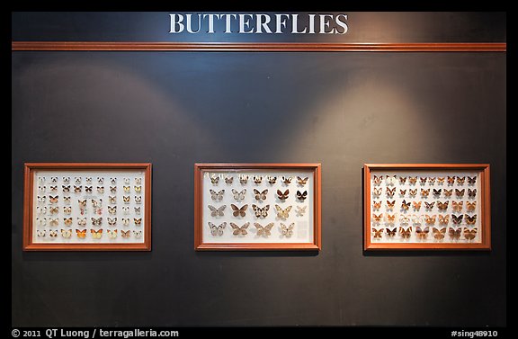 Butterfly exhibit, Sentosa Island. Singapore (color)