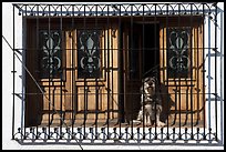Window with forged metal grid and dog, Tlaquepaque. Jalisco, Mexico