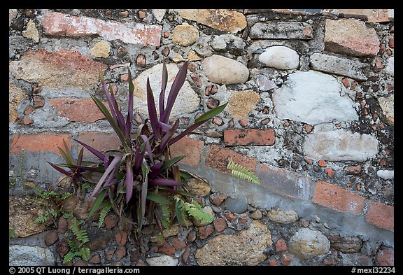 Succulent plant growing out of old wall, Puerto Vallarta, Jalisco. Jalisco, Mexico (color)