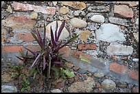 Succulent plant growing out of old wall, Puerto Vallarta, Jalisco. Jalisco, Mexico ( color)